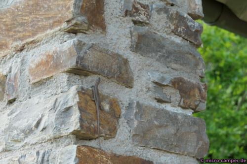 Endlich erwische ich mal eine Eidechse!