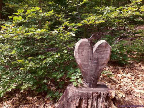 So ist selbst ein Baumstumpf hübsch anzusehen