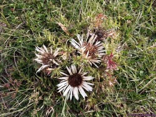 Unerwartet: Silberdisteln am Wegesrand