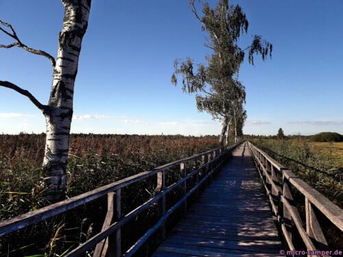 Der Steg führt einen Kilometer weit durchs Ried