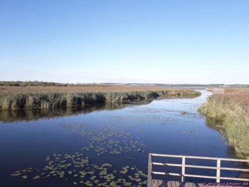 Im Ried sitzen überall Vögel und zwitschern unentwegt