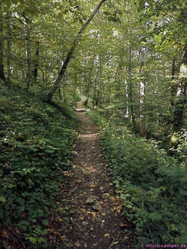 Der schattige Wald ist angenehm kühl