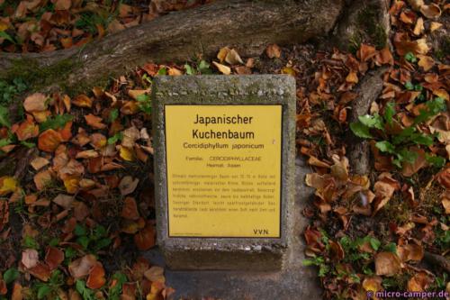 Leider trug der Baum gerade keine Früchte :-D