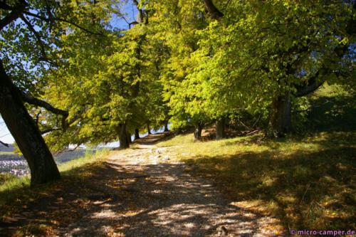 Alte Bäume säumen den Weg