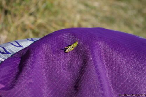 Ein Grashüpfer kontrastiert wunderschön mit meinem Rucksack