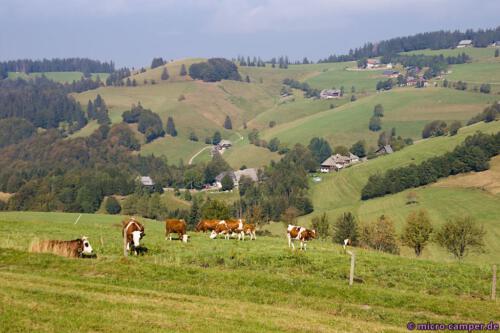 Die hügelige Landschaft erinnert mich an die Seiser Alm.