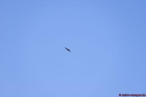 Der Rotmilan ist ein wunderschöner Greifvogel,