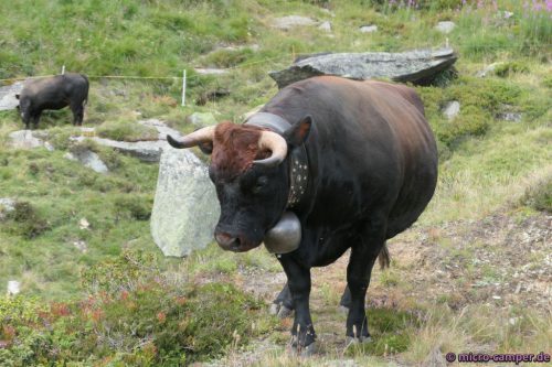 Hoffentlich hat dieses Rindvieh heute einen guten Tag,