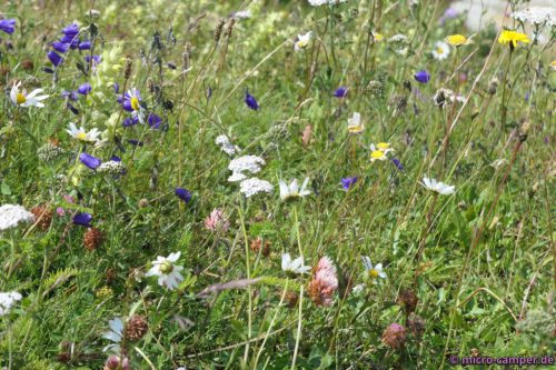 Bunte Blumenvielfalt