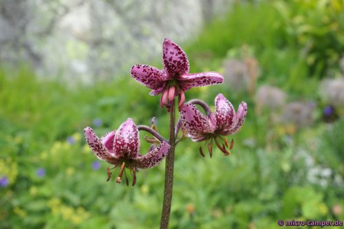 Eine Türkenbund-Lilie in freier Wildbahn