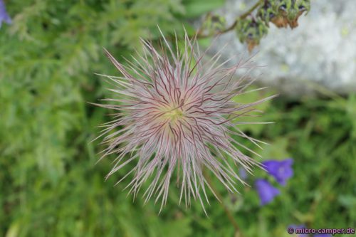 Dieses Gewächs fällt mir immer öfter auf,