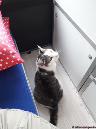 Samtpfote zu Besuch im Micro Camper