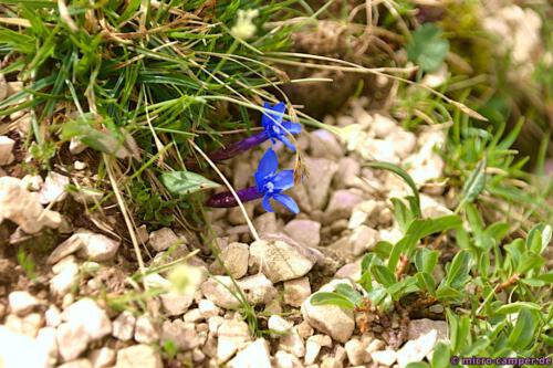 Enzian, ein wundervolles Blau - wenn ich es auch nicht besingen mag