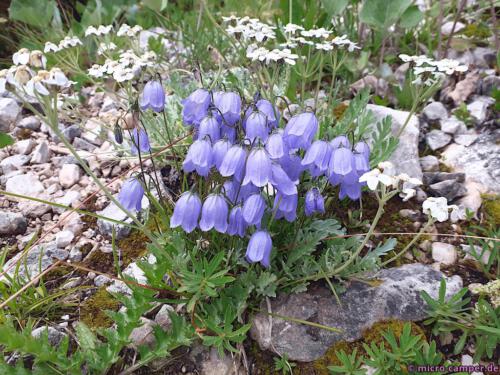 Glockenblumen, auch in unseren heimischen Wäldern zu finden