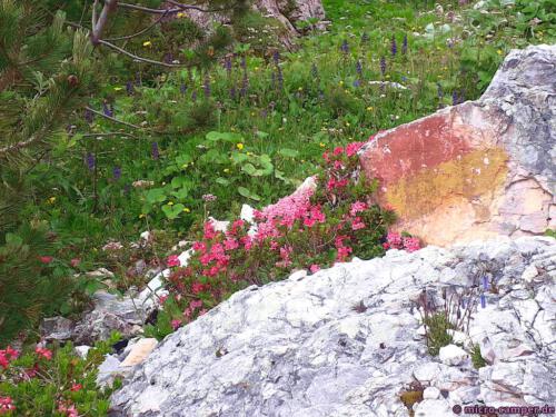 Die Alpenrosen sind reine Bergbewohner