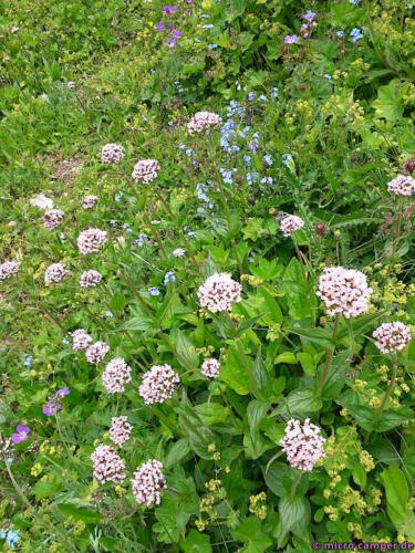 Die Blumenwiesen begeistern mich immer wieder auf's Neue!