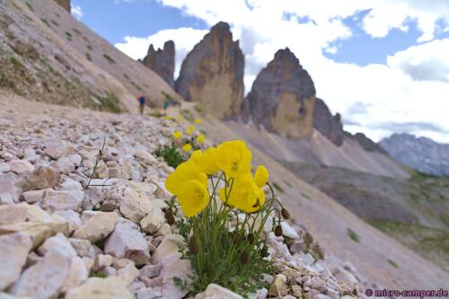 Der Alpenmohn blüht leuchtend gelb