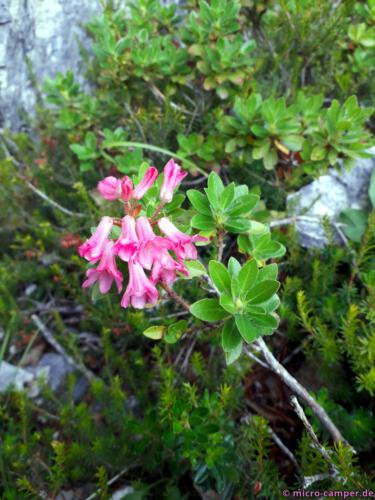 Alpenrosen, genau meine Farbe