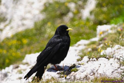 Eine Alpendohle, die Vögel sind kaum einmal still und versuchen überall Essensreste abzustauben