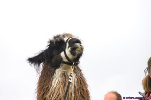 Besuch aus den Anden