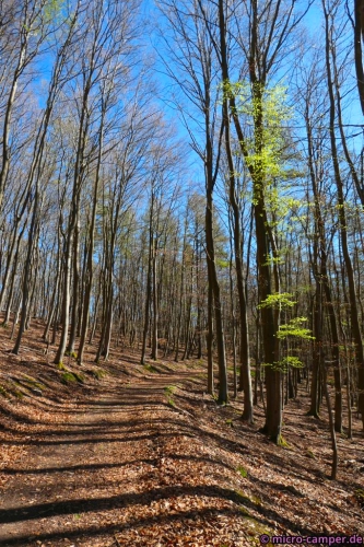 Endlich scheint die Sonne durch die noch unbelaubten Äste