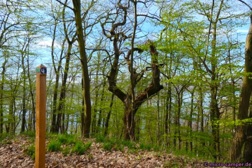 Die Bäume wachsen hier wirklich interessant