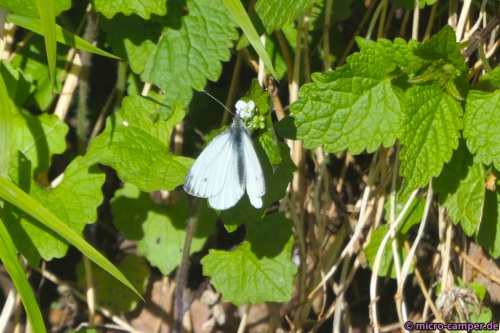 Kann mir jemand sagen, was für eine Schmetterlingsart das ist?