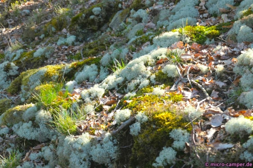 Flechten und Moose am Hang