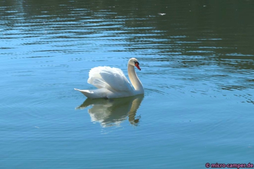 In Herzhausen verabschiedet uns ein Schwan
