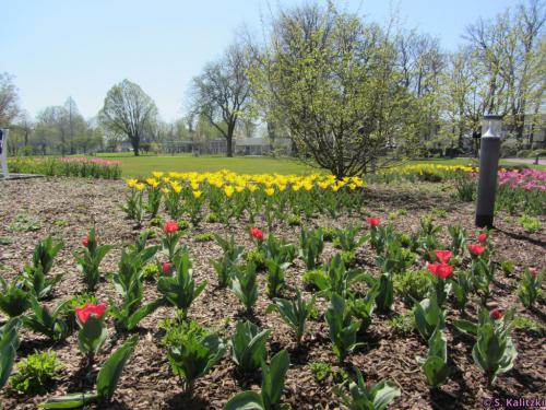 Die ersten Frühlingsboten grüßen mit bunten Farben