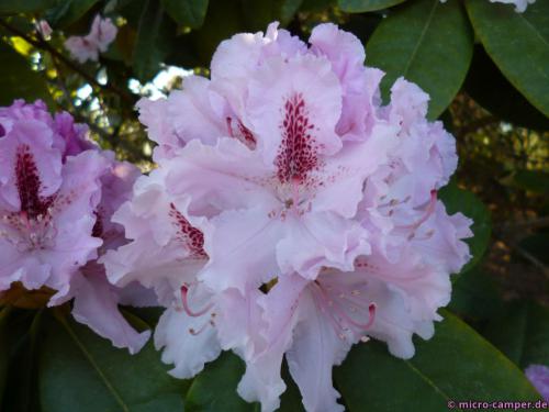 Rhododendron wächst und gedeiht überall im Ammerland