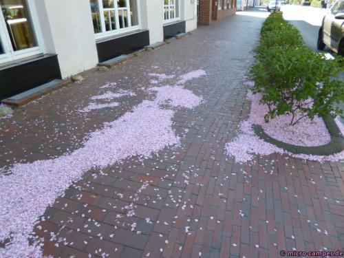 Gestern hingen sie noch als Blüten an den Kirschbäumen, nun wirkten sie wie rosa Schnee